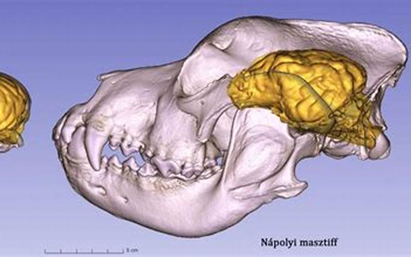 Chihuahua Brain Anatomy