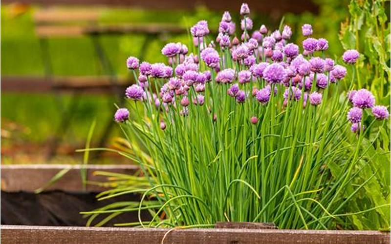 Chives Planting