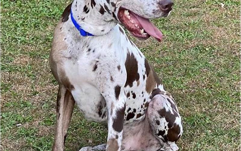 Chocolate Harlequin Great Dane: What You Need to Know