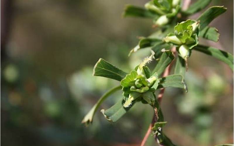 Cliffortia Cuneata