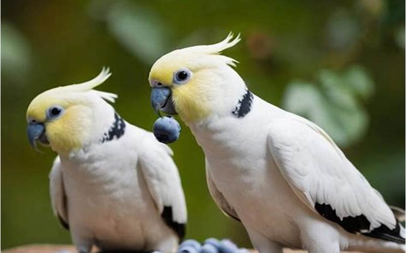 Cockatiel With Blueberries