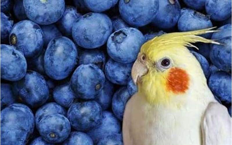 Cockatiels Eating Blueberries