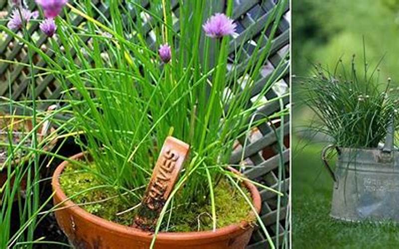 Companion Plants For Chives