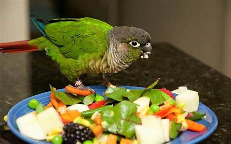 Conures Eating Food