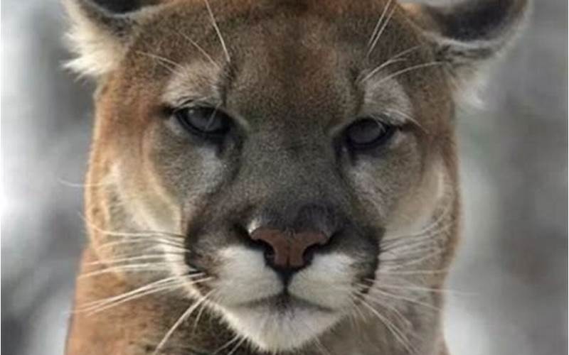 Dating a Cougar Meme: Why Is It So Popular?