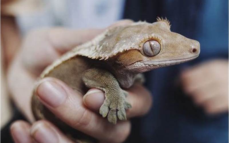 Can Crested Geckos Eat Mealworms?