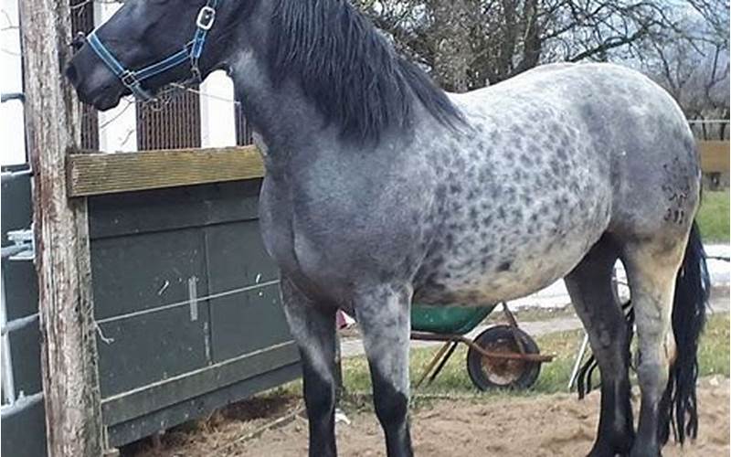 Dapple Blue Roan Horse: Everything You Need to Know