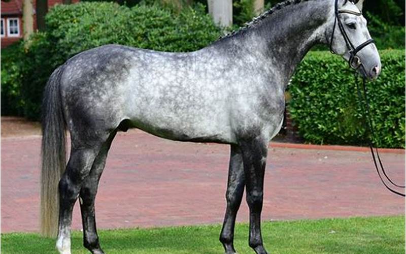 Dapple Grey Dutch Warmblood: A Beautiful and Athletic Horse Breed