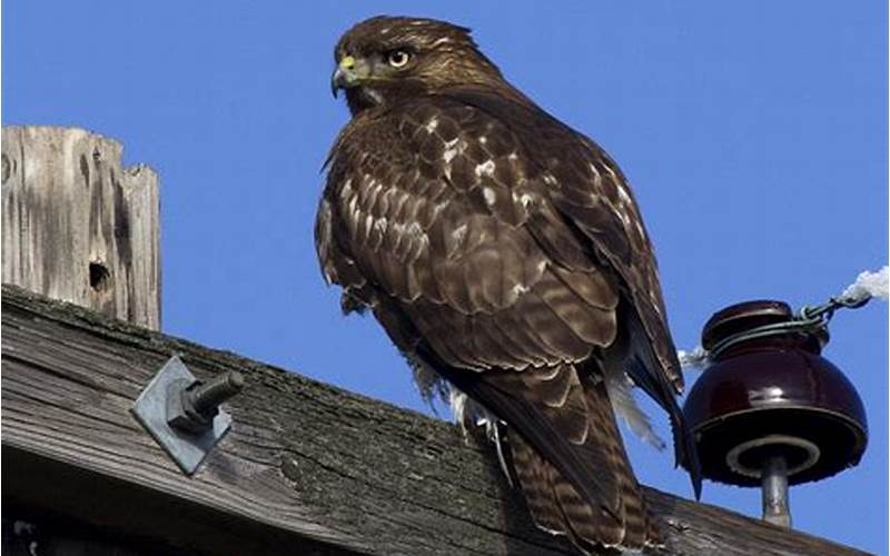 Discovering the Dark Morph Red Tailed Hawk