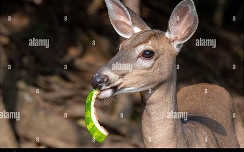 Deer Eating Watermelon