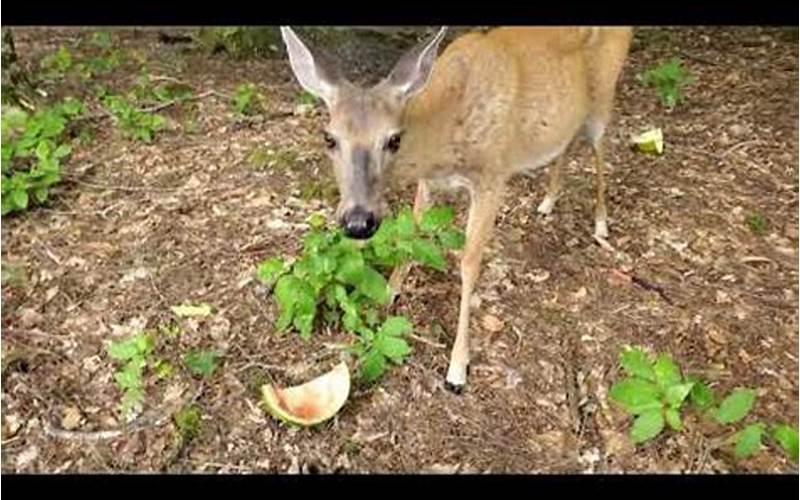 Can Deer Eat Watermelon Rinds?