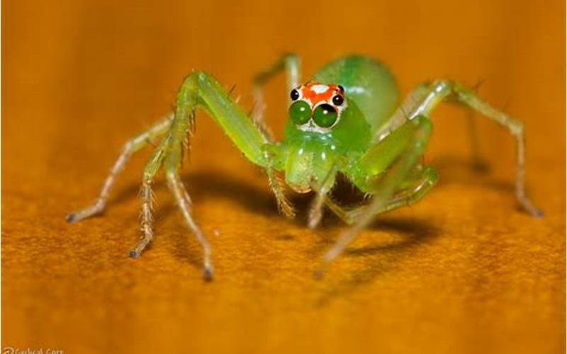 Description Of Magnolia Green Jumping Spider