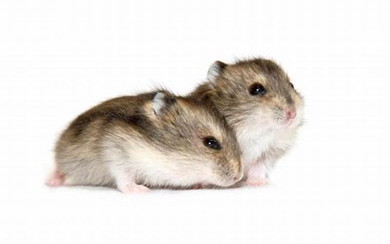 Djungarian Hamster Behavior