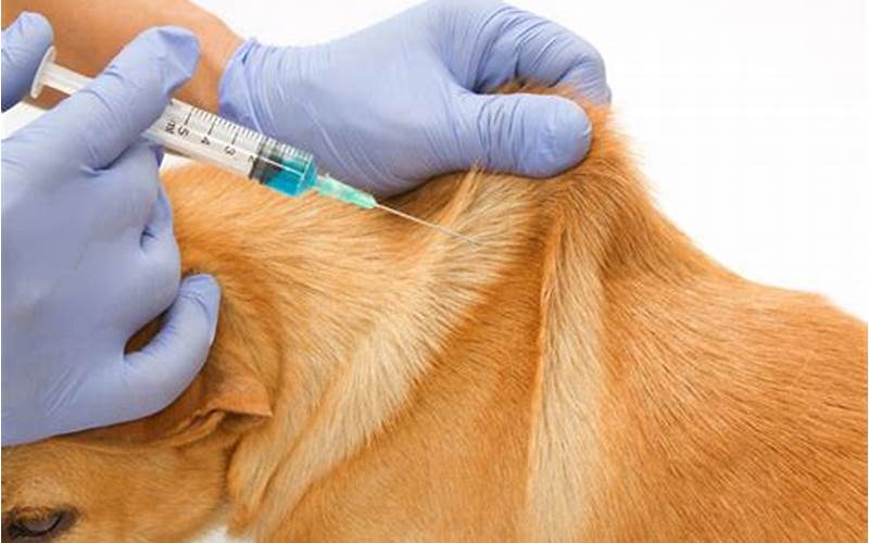 Dog Getting Injection