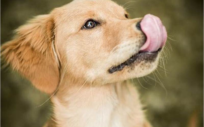 Why Do Dogs Mouths Quiver After Licking?
