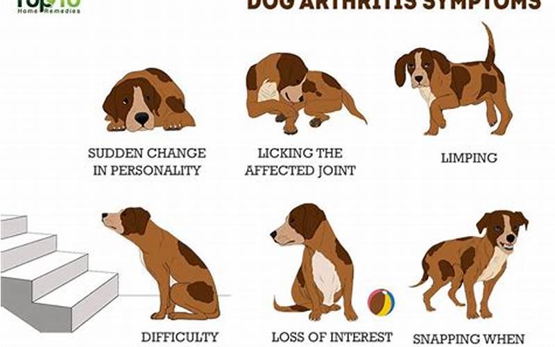 Dog With Arthritis