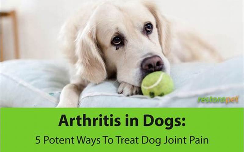 Dog With Joint Pain