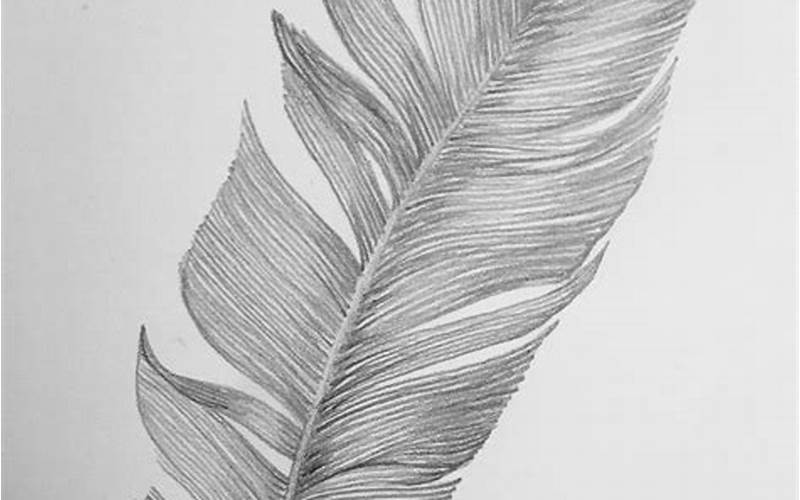 Draw The Feathers