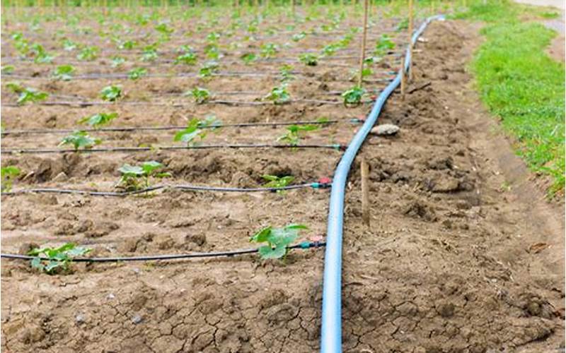 Drip Irrigation Installation