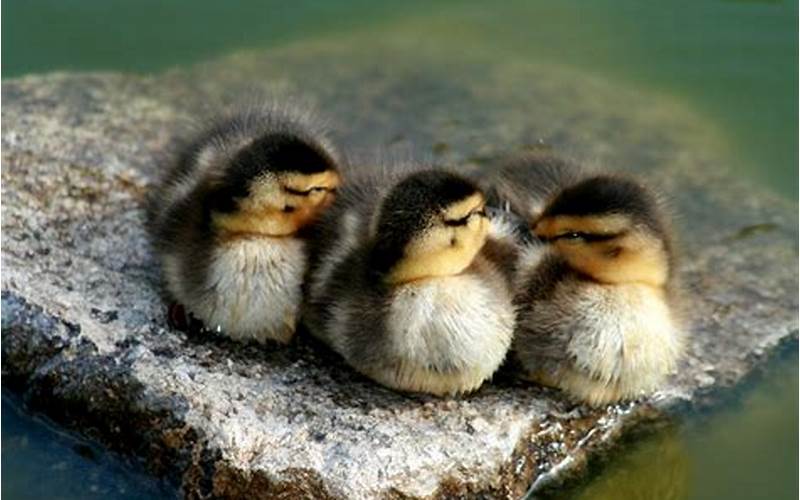 Ducklings