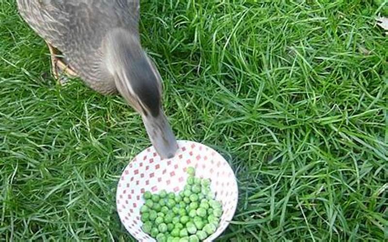 Can Ducklings Eat Peas?