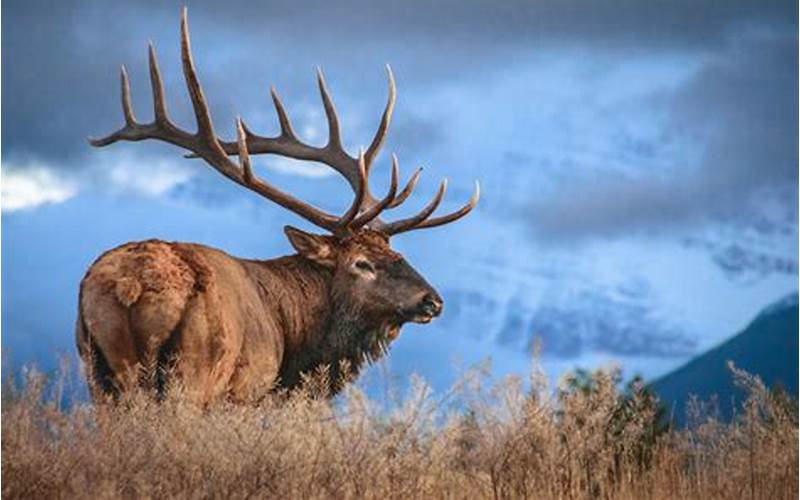 What is a Group of Elk Called?