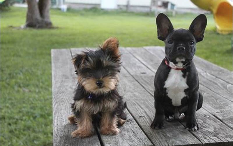 English Bulldog Yorkie Mix Training