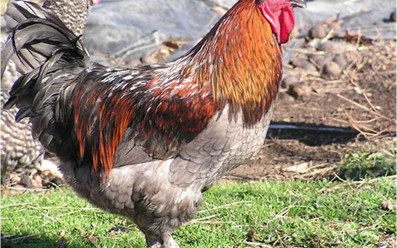 Exercise And Activity Of Blue Copper Maran Rooster