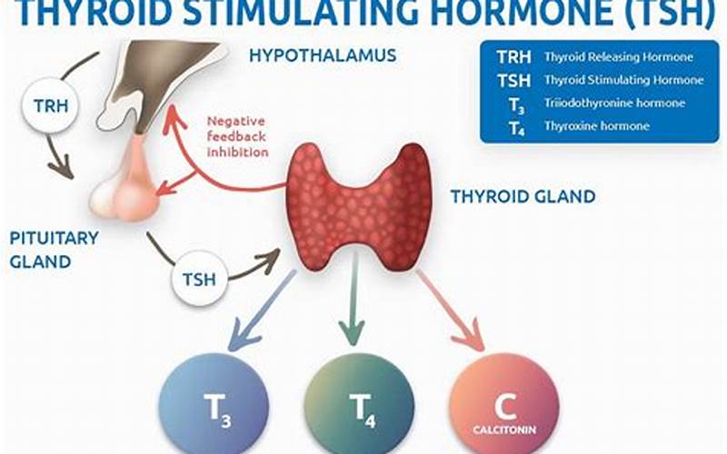 Fördelar Och Nackdelar Med Thyroid Stimulating Hormone Receptor Antibody