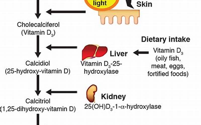 Factors That Affect Vitamin D Production