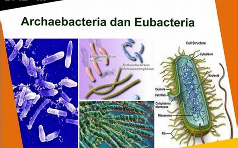 Fakta Menarik Tentang Archaebacteria Dan Eubacteria