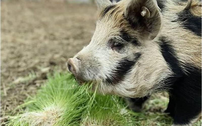Feeding And Nutrition Of Idaho Pasture Pigs