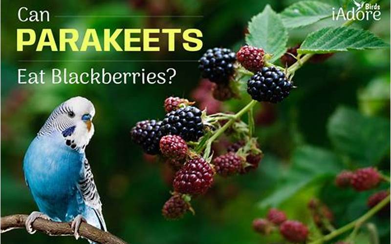 Feeding Blackberries To Parakeets