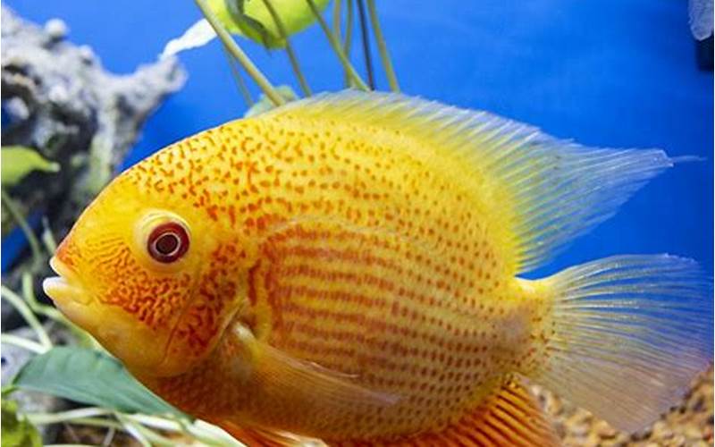 Feeding Habits Of Red Spot Gold Severum