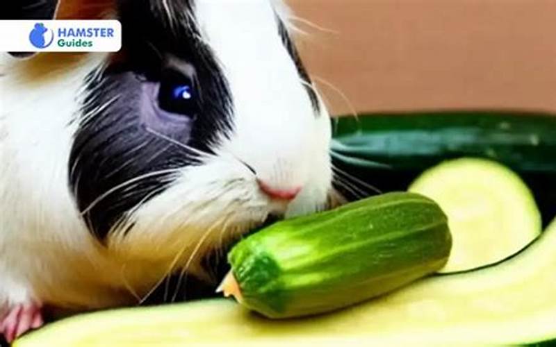 Feeding Zucchini To Hamsters