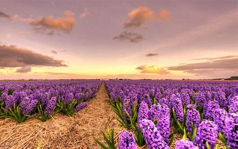 Flowers In A Field