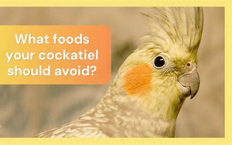 Foods Cockatiels Should Avoid