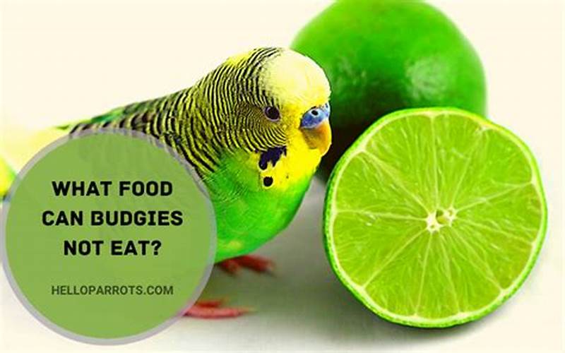 Foods To Avoid For Budgies