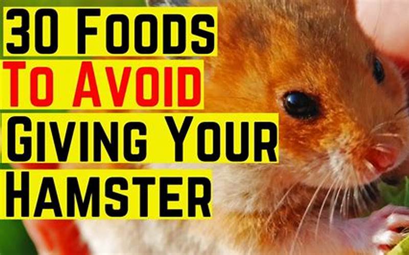 Foods To Avoid For Hamsters