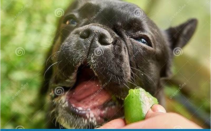 Can Frenchies Eat Cucumber?