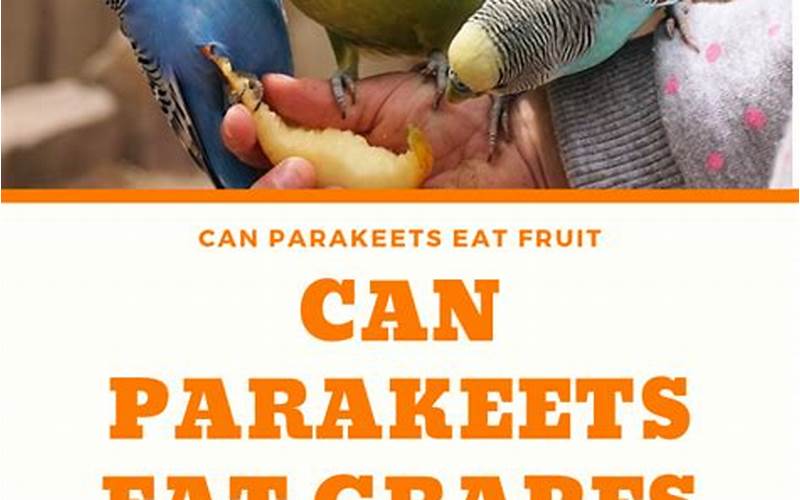 Fruits And Veggies Parakeet Can Eat