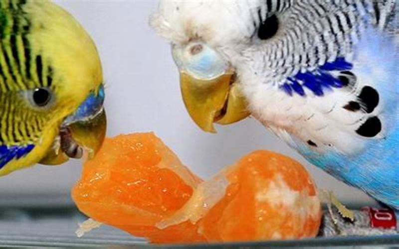 Fruits For Budgies