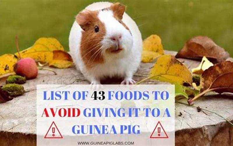 Fruits To Avoid Giving Guinea Pigs