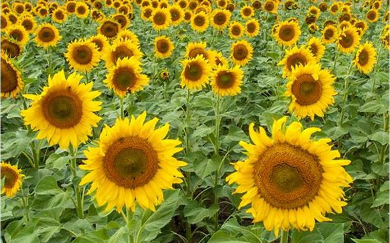Gambar Pertanian Dengan Ketinggian Bunga Matahari