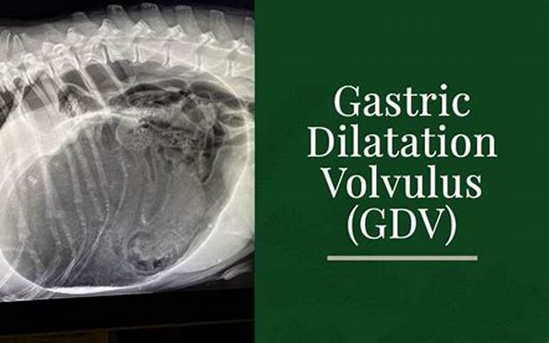 Gastric Dilatation Volvulus