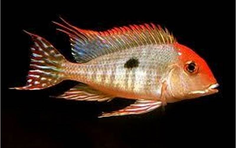Geophagus Tapajos Red Head: A Vibrant Addition to Your Aquarium