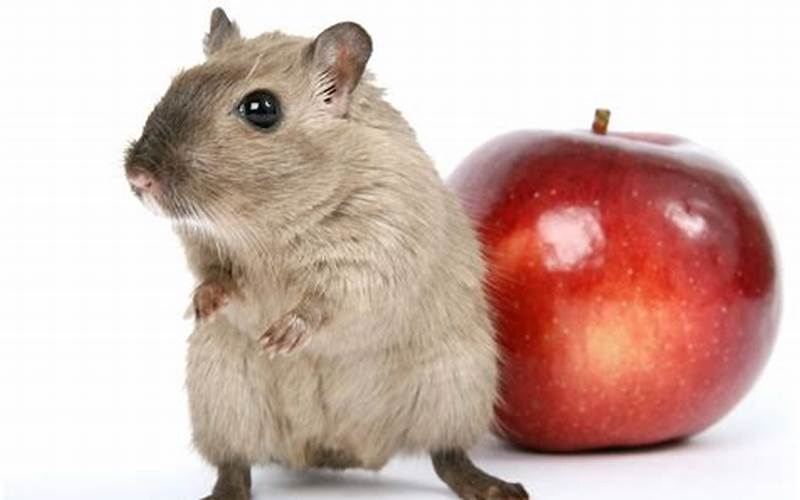 Gerbil And Apple