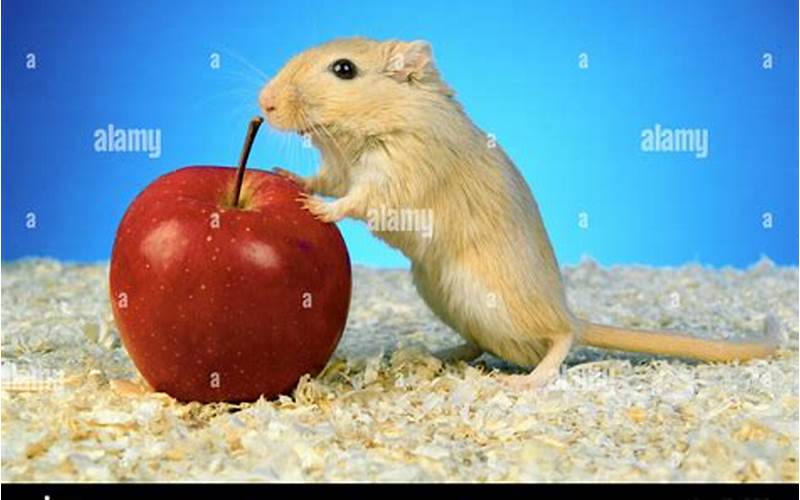 Can Gerbils Eat Apples?