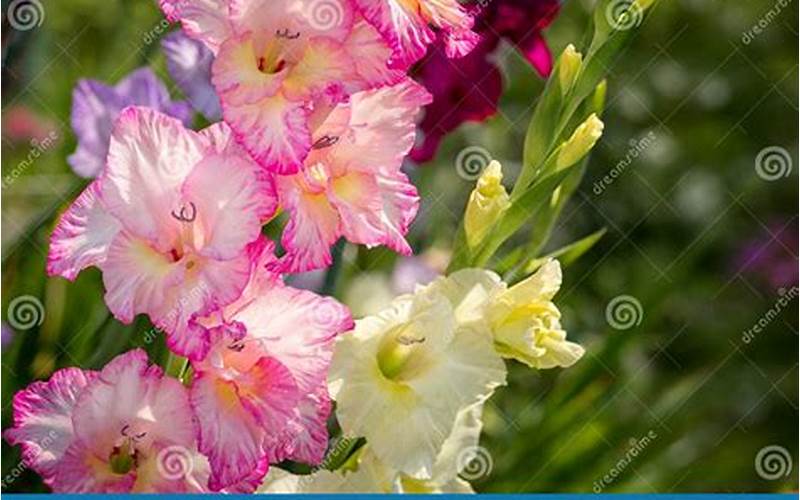 Gladiolus Ecklonii