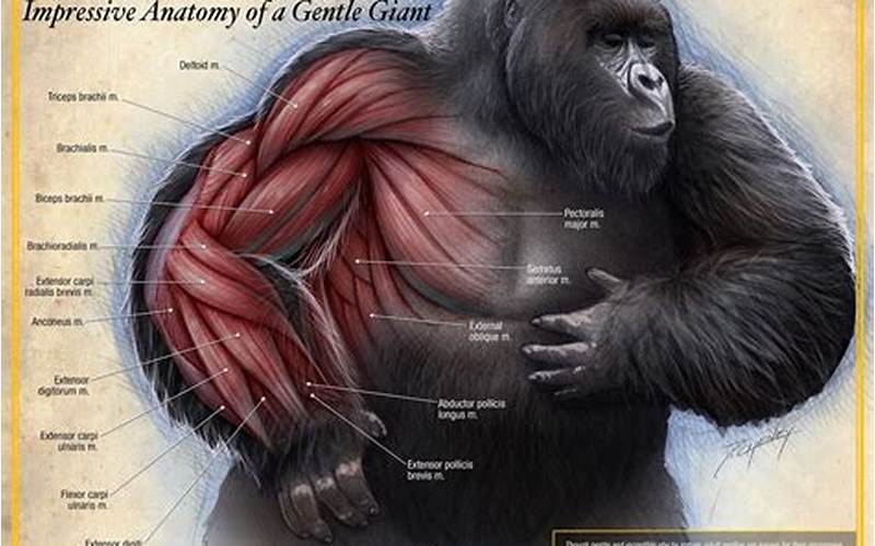 Gorilla Muscles